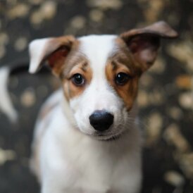 Border Collie - Both