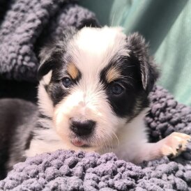 Border Collie - Both