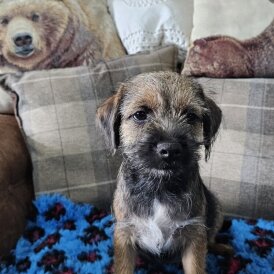 Border Terrier - Dogs