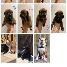 Dorset Olde Tyme Bulldogge - Both
