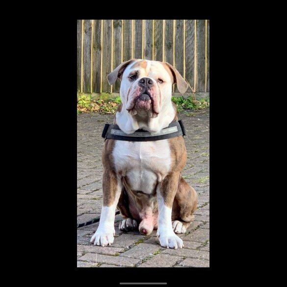 Dorset Olde Tyme Bulldogge - Both