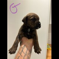 Dorset Olde Tyme Bulldogge - Both
