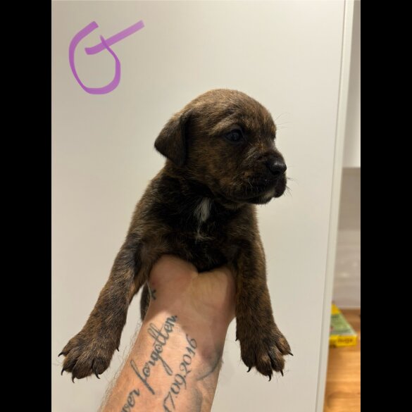 Dorset Olde Tyme Bulldogge - Both