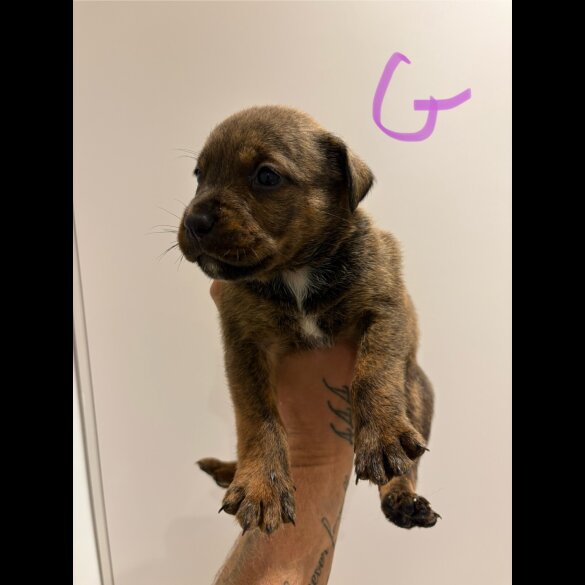 Dorset Olde Tyme Bulldogge - Both