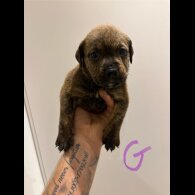Dorset Olde Tyme Bulldogge - Both