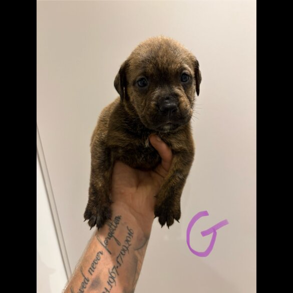 Dorset Olde Tyme Bulldogge - Both