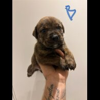 Dorset Olde Tyme Bulldogge - Both