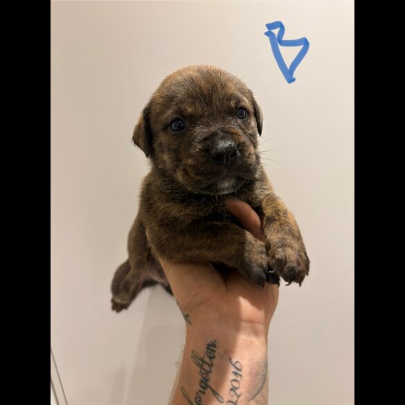 Dorset Olde Tyme Bulldogge - Both