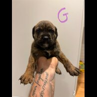 Dorset Olde Tyme Bulldogge - Both