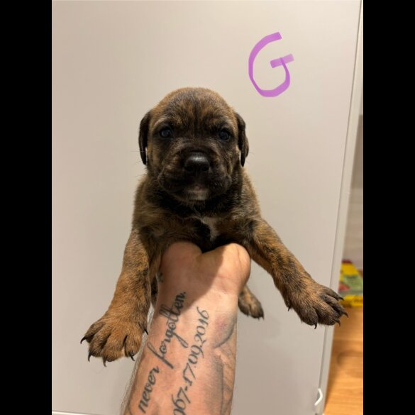 Dorset Olde Tyme Bulldogge - Both