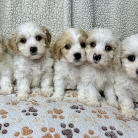Cavachon - Both