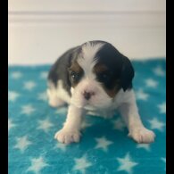 Cavalier King Charles Spaniel - Both