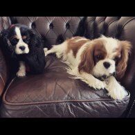 Cavalier King Charles Spaniel - Both