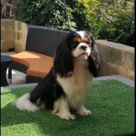 Cavalier King Charles Spaniel - Both