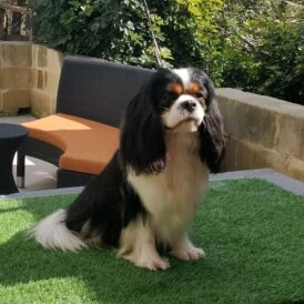 Cavalier King Charles Spaniel - Both