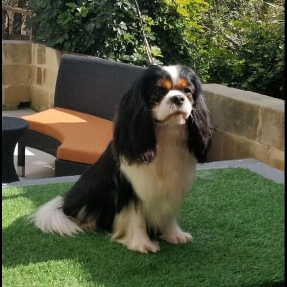 Cavalier King Charles Spaniel - Both