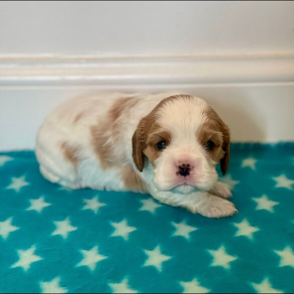 Cavalier King Charles Spaniel - Both