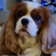 Cavalier King Charles Spaniel - Both