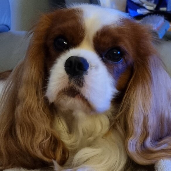 Cavalier King Charles Spaniel - Both
