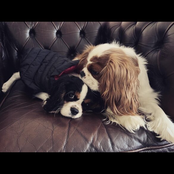 Cavalier King Charles Spaniel - Both