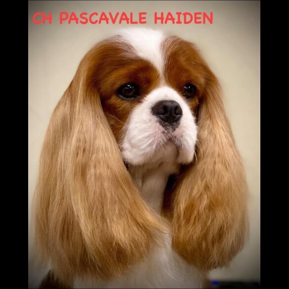 Cavalier King Charles Spaniel - Both