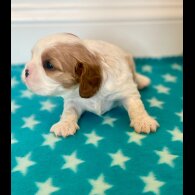 Cavalier King Charles Spaniel - Both