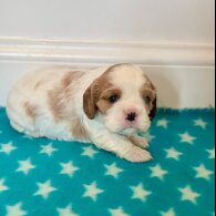 Cavalier King Charles Spaniel - Both