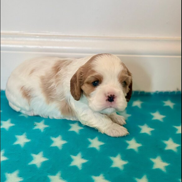 Cavalier King Charles Spaniel - Both
