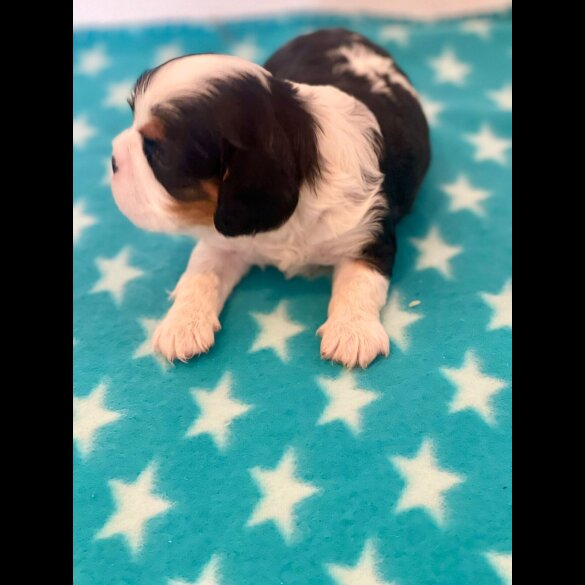 Cavalier King Charles Spaniel - Both