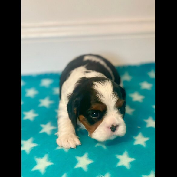 Cavalier King Charles Spaniel - Both