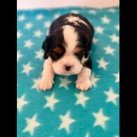 Cavalier King Charles Spaniel - Both