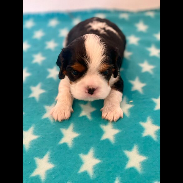 Cavalier King Charles Spaniel - Both