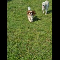 Cavalier King Charles Spaniel - Both