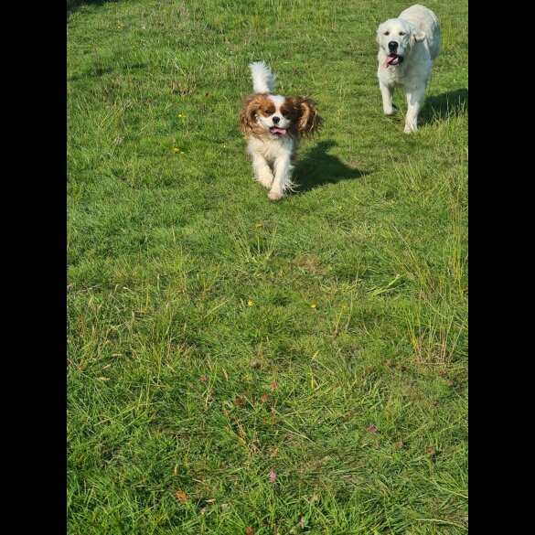 Cavalier King Charles Spaniel - Both