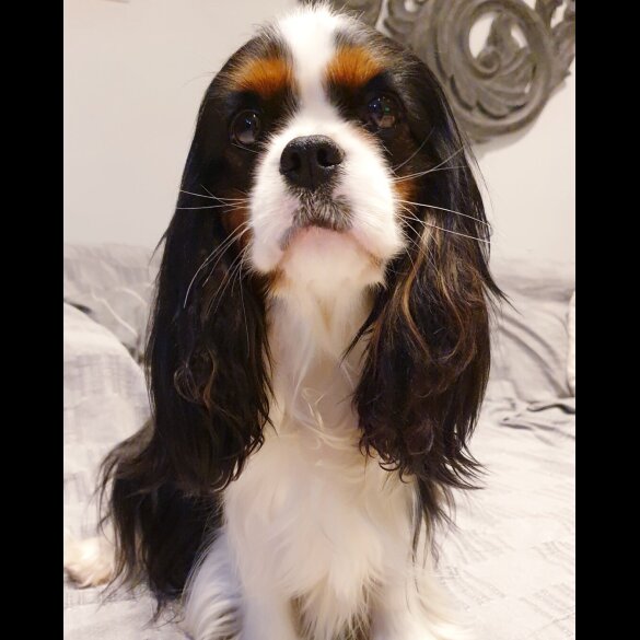 Cavalier King Charles Spaniel - Both