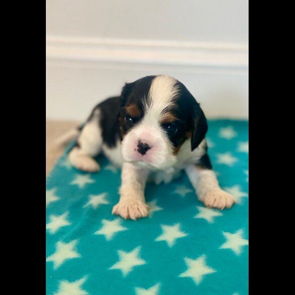 Cavalier King Charles Spaniel - Both