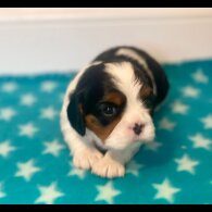 Cavalier King Charles Spaniel - Both