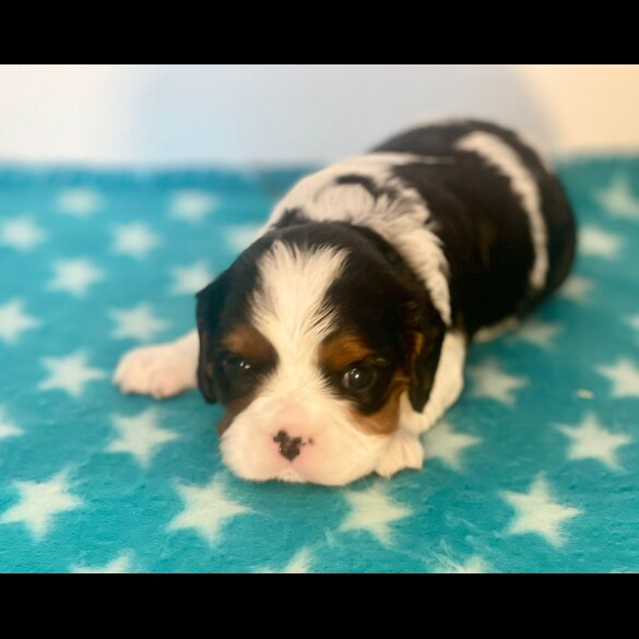 Cavalier King Charles Spaniel - Both