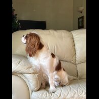 Cavalier King Charles Spaniel - Both