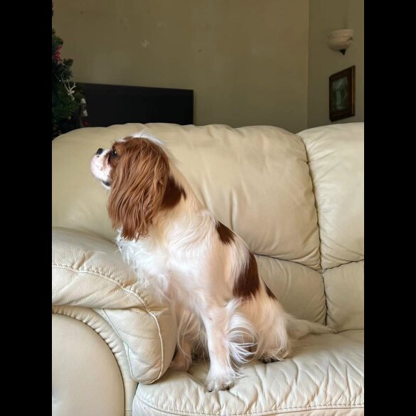 Cavalier King Charles Spaniel - Both