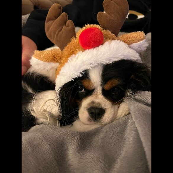 Cavalier King Charles Spaniel - Both