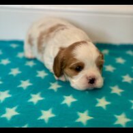 Cavalier King Charles Spaniel - Both