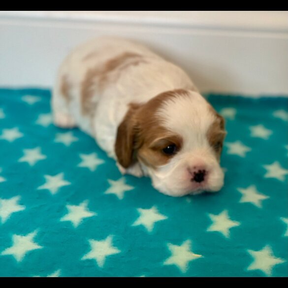 Cavalier King Charles Spaniel - Both