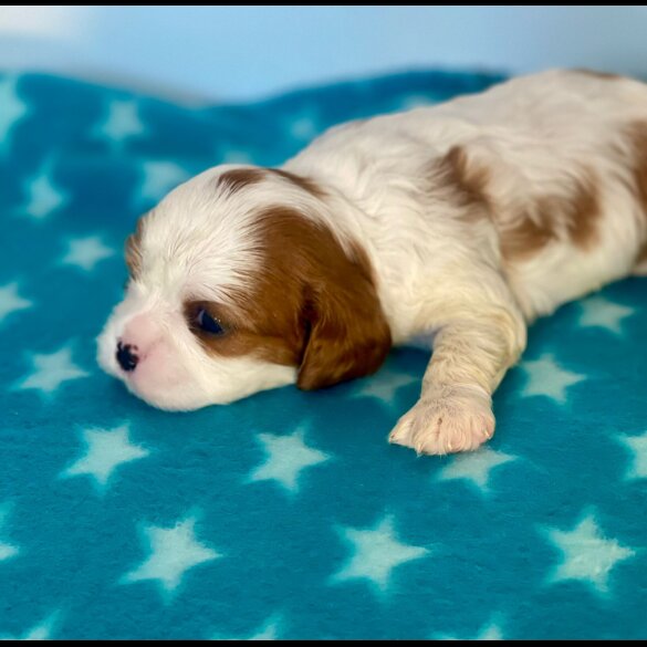 Cavalier King Charles Spaniel - Both