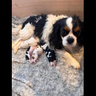 Cavalier King Charles Spaniel - Both