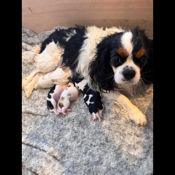 Cavalier King Charles Spaniel - Both