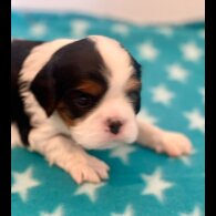 Cavalier King Charles Spaniel - Both