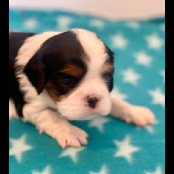 Cavalier King Charles Spaniel - Both