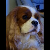 Cavalier King Charles Spaniel - Both