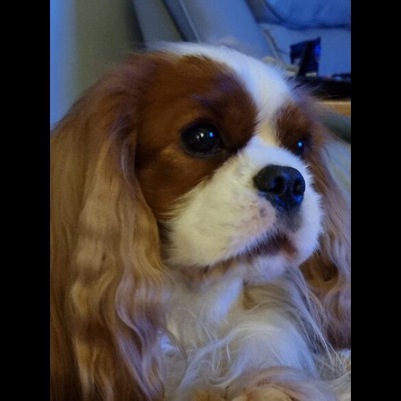 Cavalier King Charles Spaniel - Both